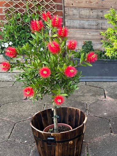Hellesdon Barns Garden Centre — Customer photo